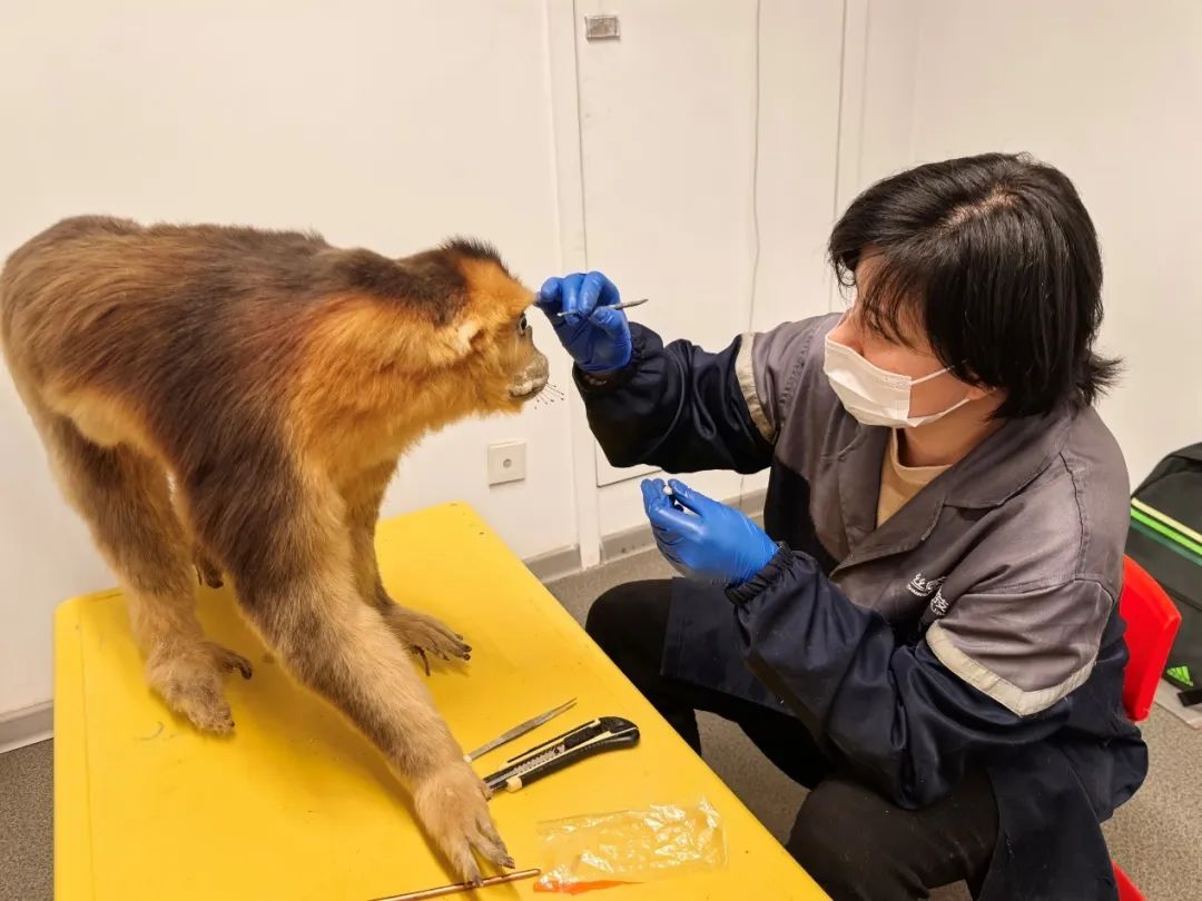我馆完成2025年度生物标本修复工作