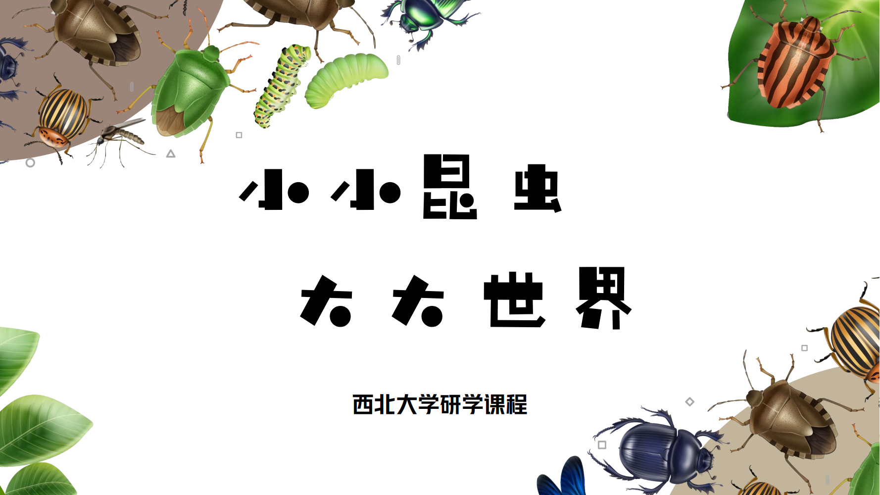 西北大学精品研学课程之“探秘昆虫世界”