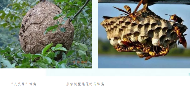 昆虫界的造纸专家——胡蜂